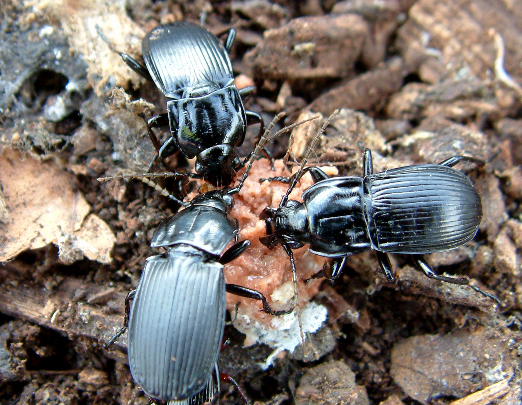 Carabid beetle adults feeding.